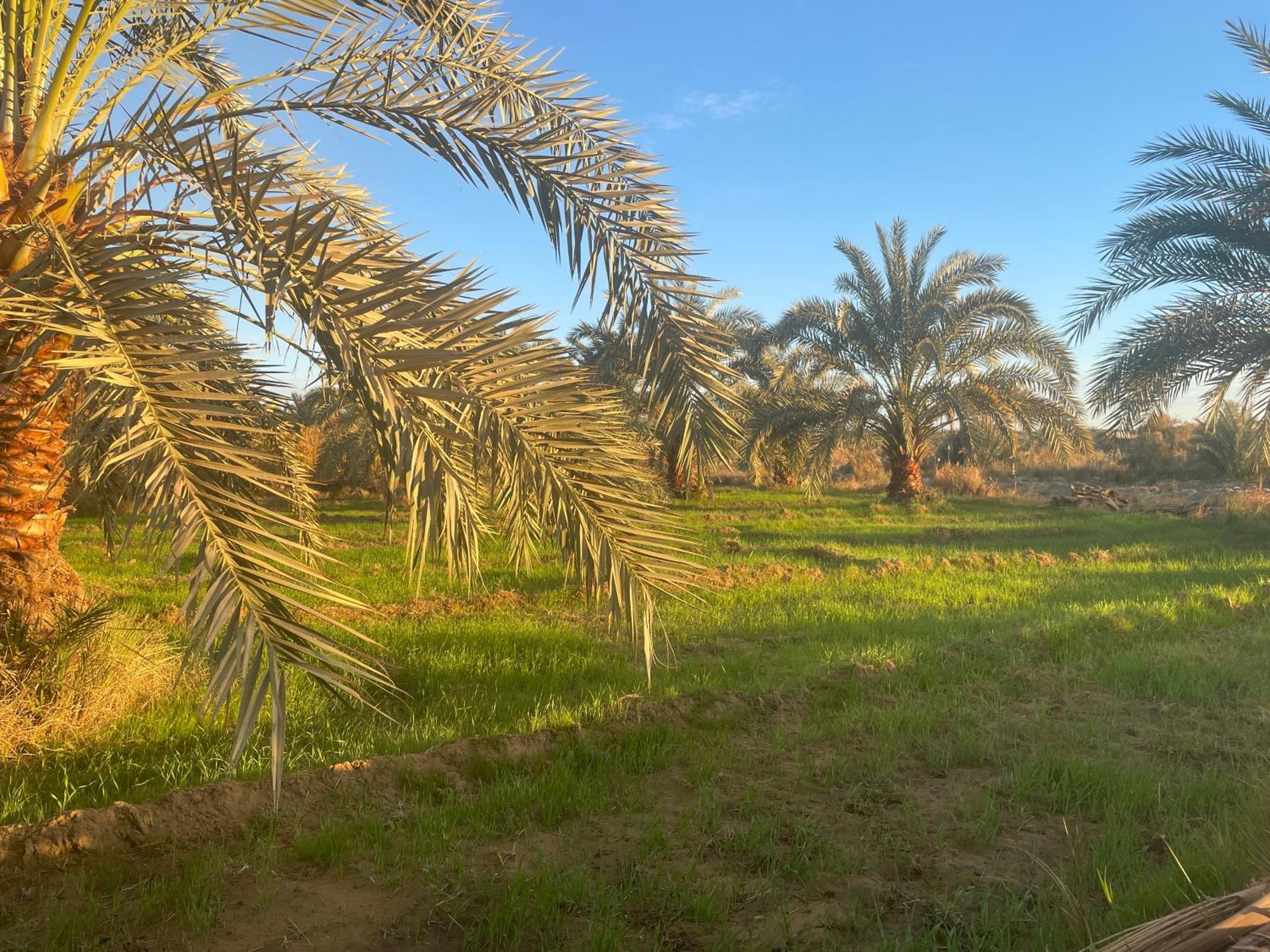 Safari Camp Bahariya Oasis Hotell Bawati Eksteriør bilde
