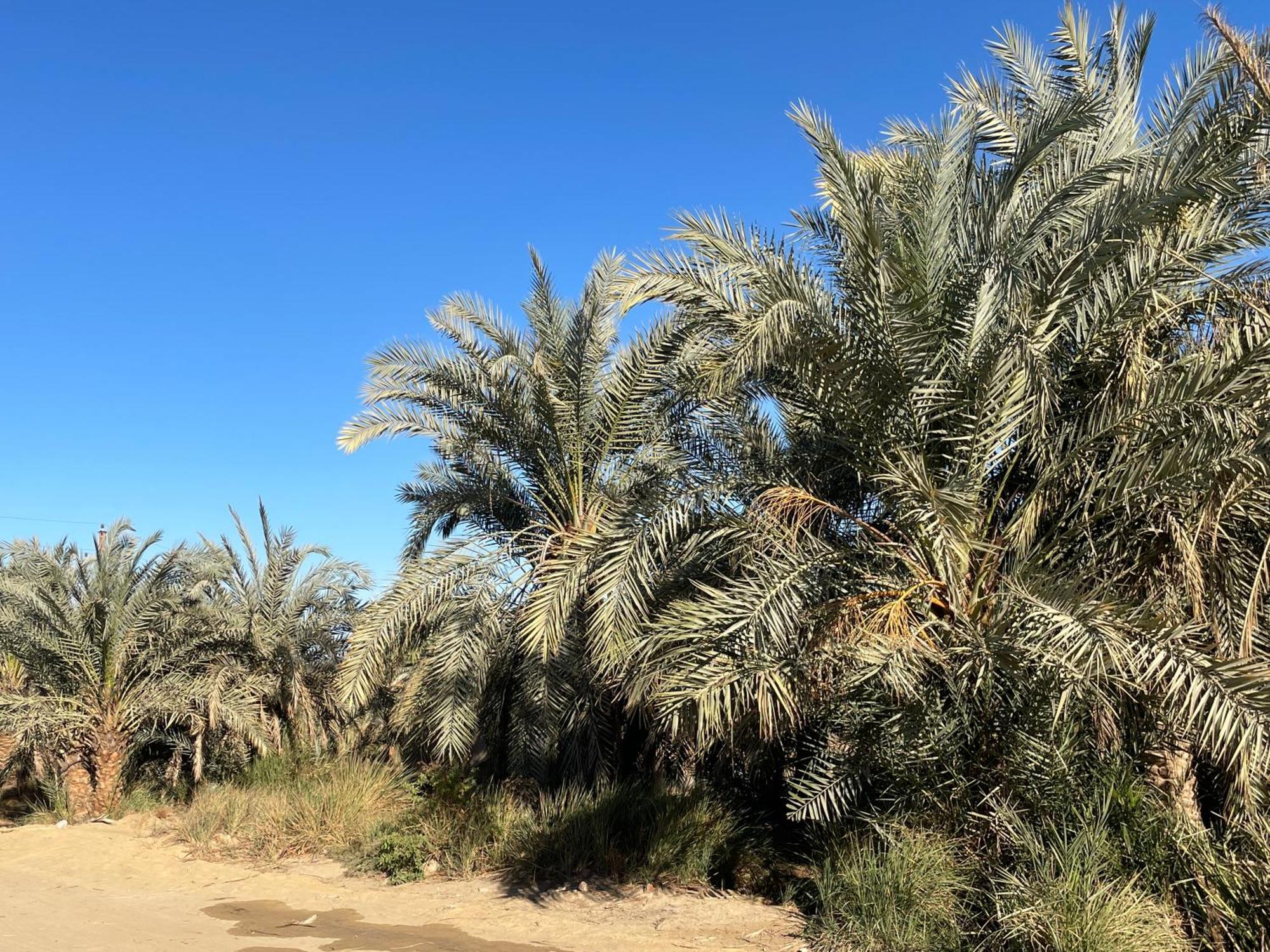 Safari Camp Bahariya Oasis Hotell Bawati Eksteriør bilde